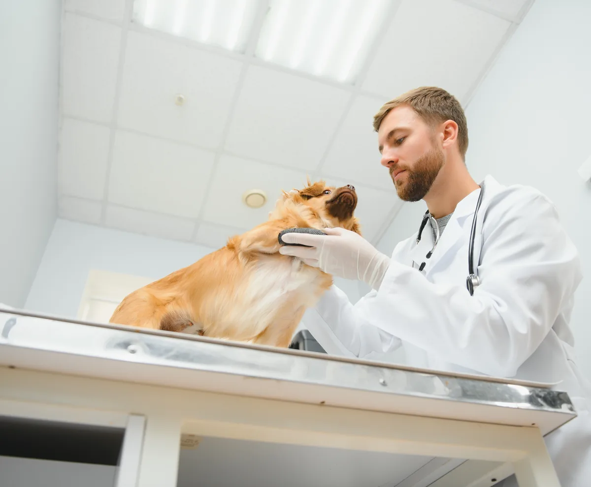 A veterinarian examining a dog in a clinic
