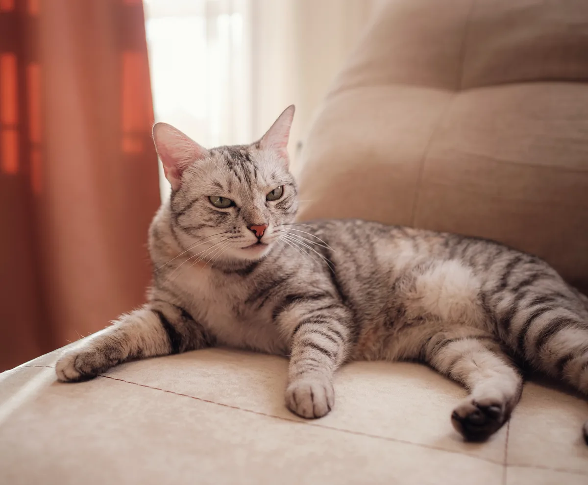 A grey tabby cat relaxing on a couch at home