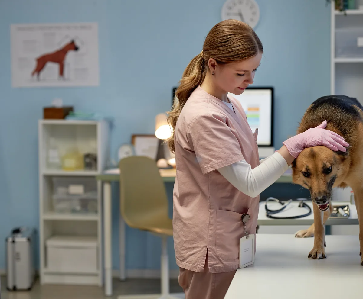 A vet examining a dog with a stethoscope