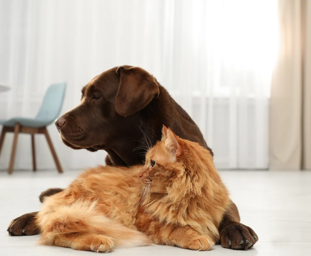Loyal dog and cat cuddling at home — Spot pet insurance review