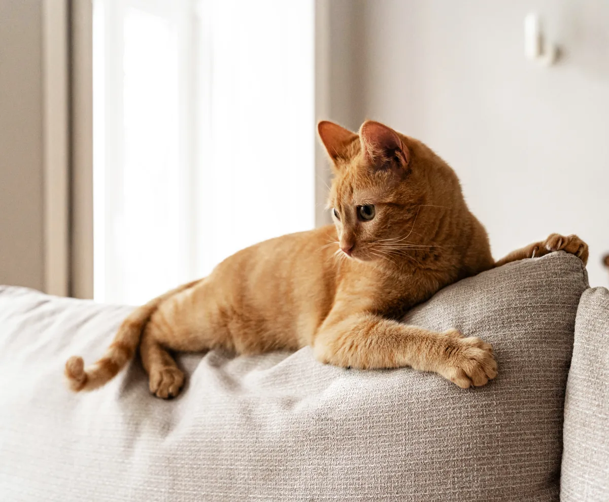 A relaxed orange cat lounging on a sofa