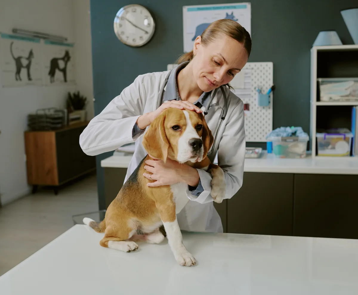 A veterinarian with a pet dog on the examination table