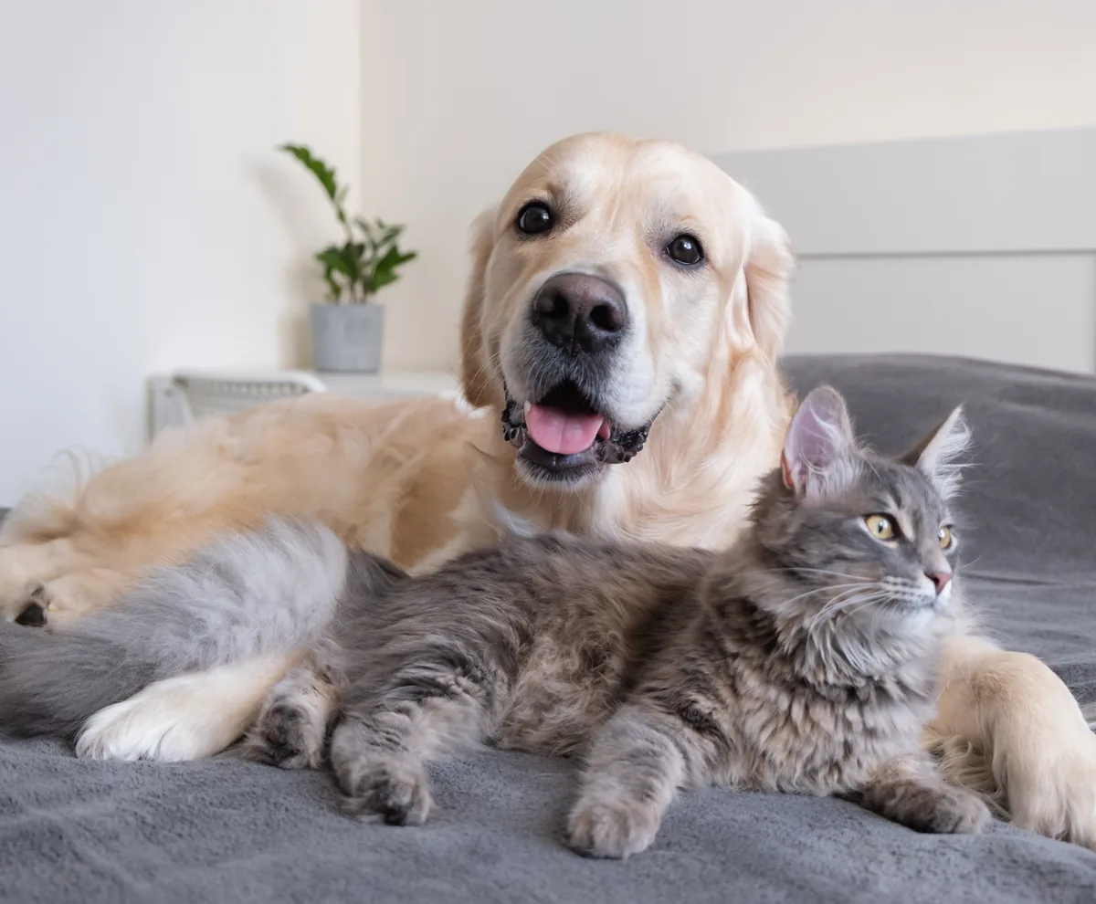 A golden retriever and a cat relaxing together