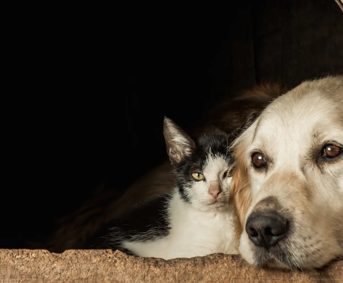 A cat and dog resting together at home